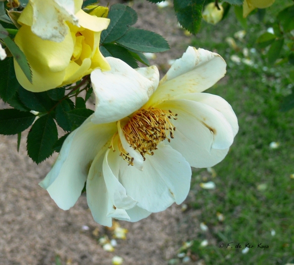 Bois des Moutiers (59) Juin 2012